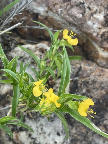 African Yellow Dayflower