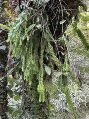 Phlegmariurus phlegmaria