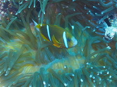 Amphiprion akindynos
