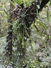 Phlegmariurus phlegmaria