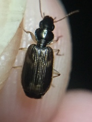 Anomotarus variegatus