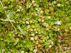 Hydrocotyle sulcata