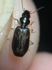 Anomotarus variegatus