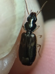 Anomotarus variegatus