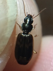 Anomotarus variegatus
