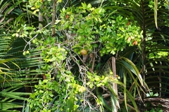 Xylocarpus granatum