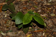 Parsonsia velutina