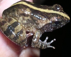 Phrynobatrachus liberiensis