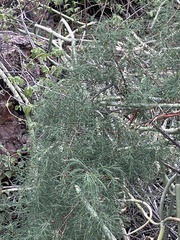 Asparagus buchananii