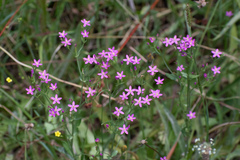Centaurium erythraea