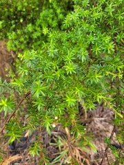 Kunzea robusta