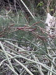 Asparagus buchananii