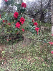 Euphorbia pulcherrima