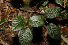 Rubus moorei