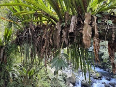 Haplopteris elongata