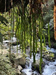Haplopteris elongata
