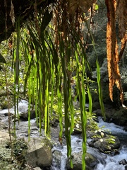 Haplopteris elongata