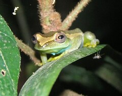 Hyperolius chlorosteus