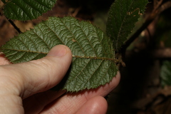 Rubus moorei