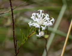 Pimelea linifolia