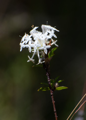 Pimelea linifolia