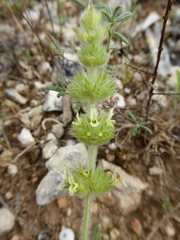 Sideritis endressii provincialis