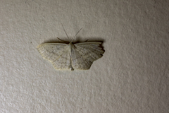 Scopula perlata