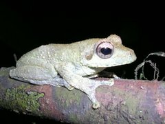 Chiromantis rufescens