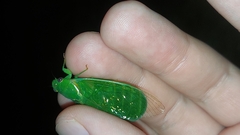 Glaucopsaltria viridis