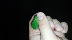 Glaucopsaltria viridis