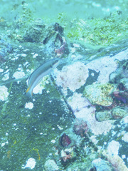 Thalassoma amblycephalus
