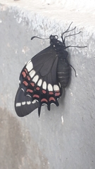 Papilio scamander