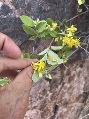 Grewia monticola