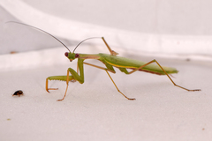 Miomantis
