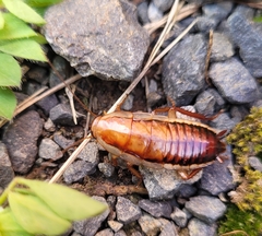 Drymaplaneta heydeniana