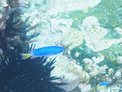 Pomacentrus coelestis