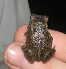 Sclerophrys togoensis