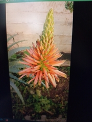 Aloe arborescens