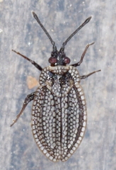 Acalypta