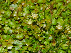 Colobanthus apetalus