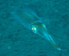 Sepioteuthis lessoniana