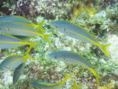 Pseudocaranx georgianus