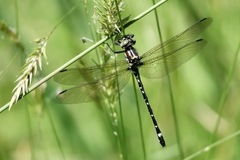 Eusynthemis brevistyla