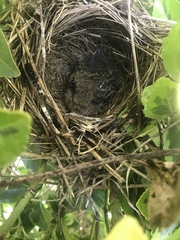 Pipilo erythrophthalmus