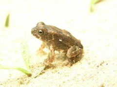 Sclerophrys regularis
