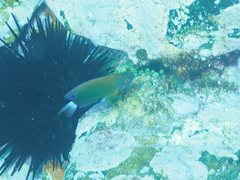 Pomacentrus bankanensis