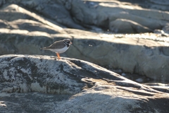 Charadrius hiaticula tundrae