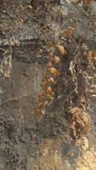 Adiantum philippense