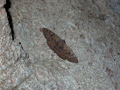 Speiredonia spectans