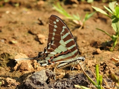 Graphium nomius